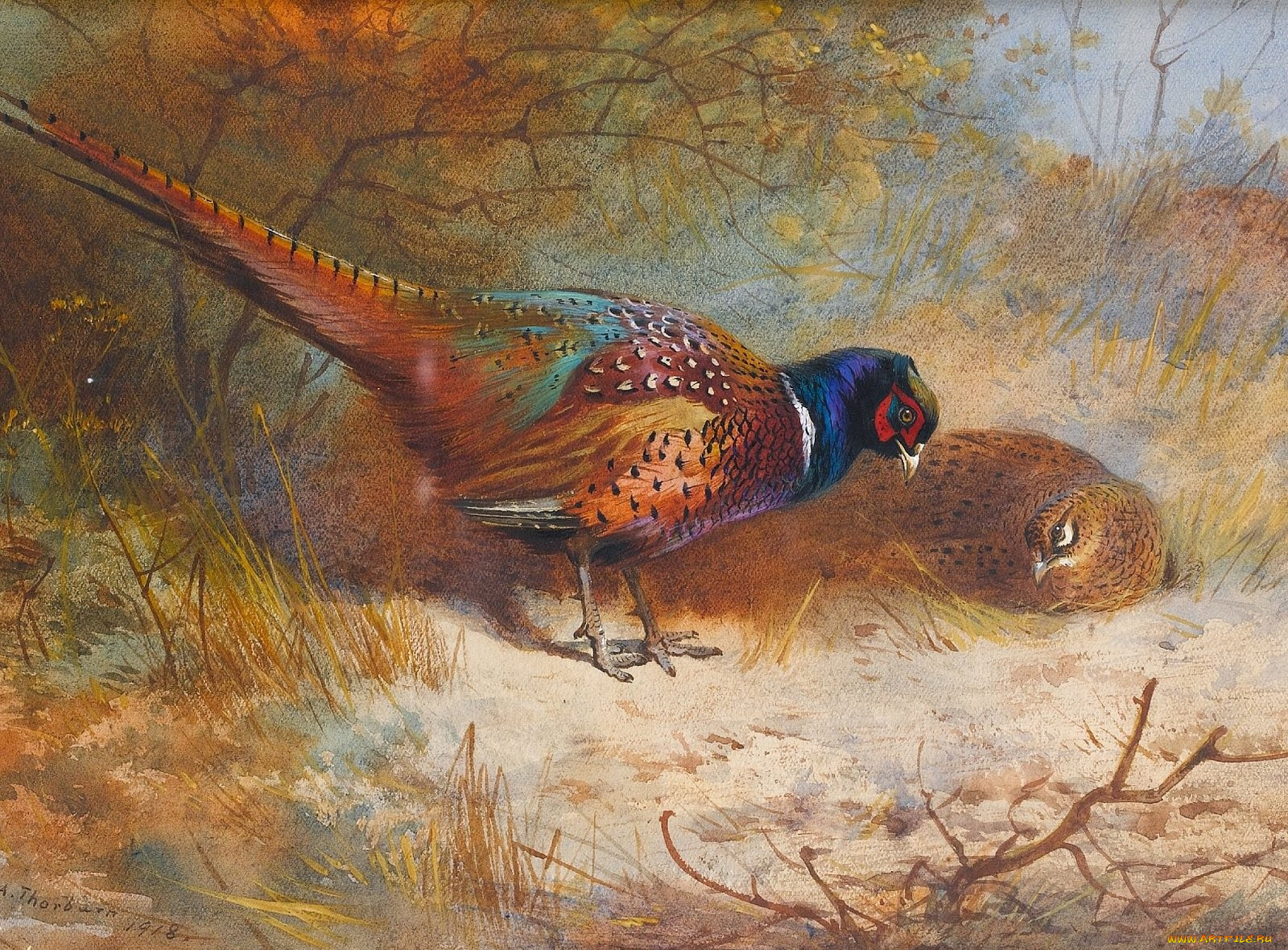 , archibald, thorburn